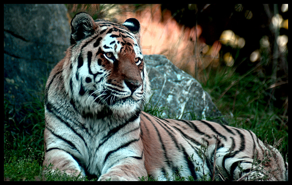 Tiger, Zoo Zürich