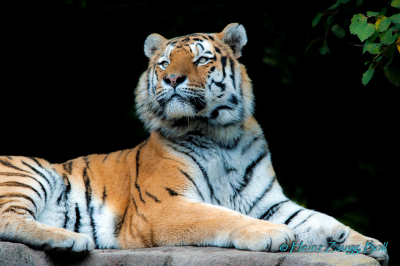 Tiger Zoo Zürich