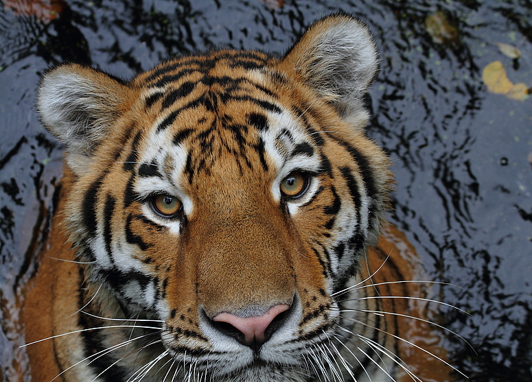 Tiger zu nah ...... Aug in Aug (leider nicht komplett erwischt)