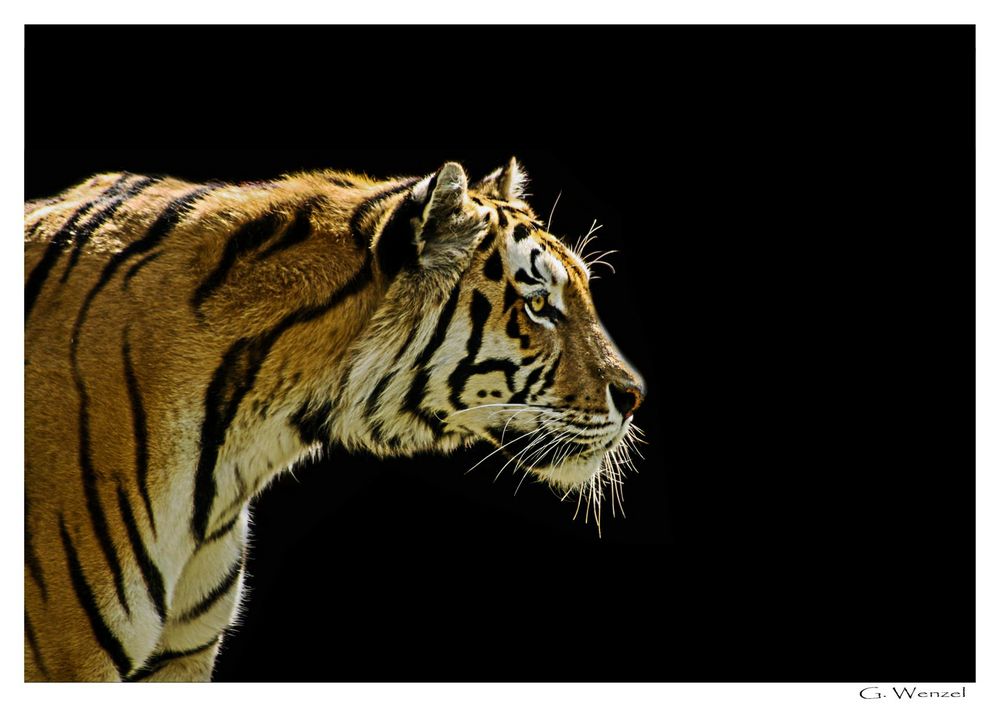 Tiger_02