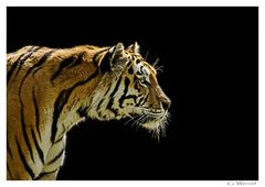 Tiger_02