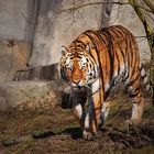 Tiger_1