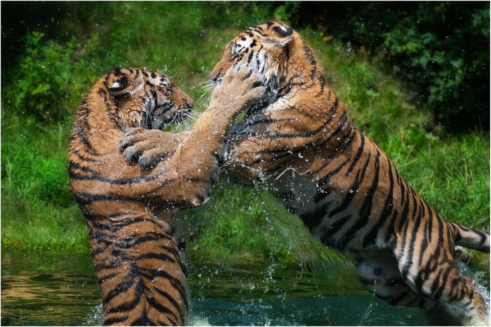 Tiger1 von Alexander Effenberger 