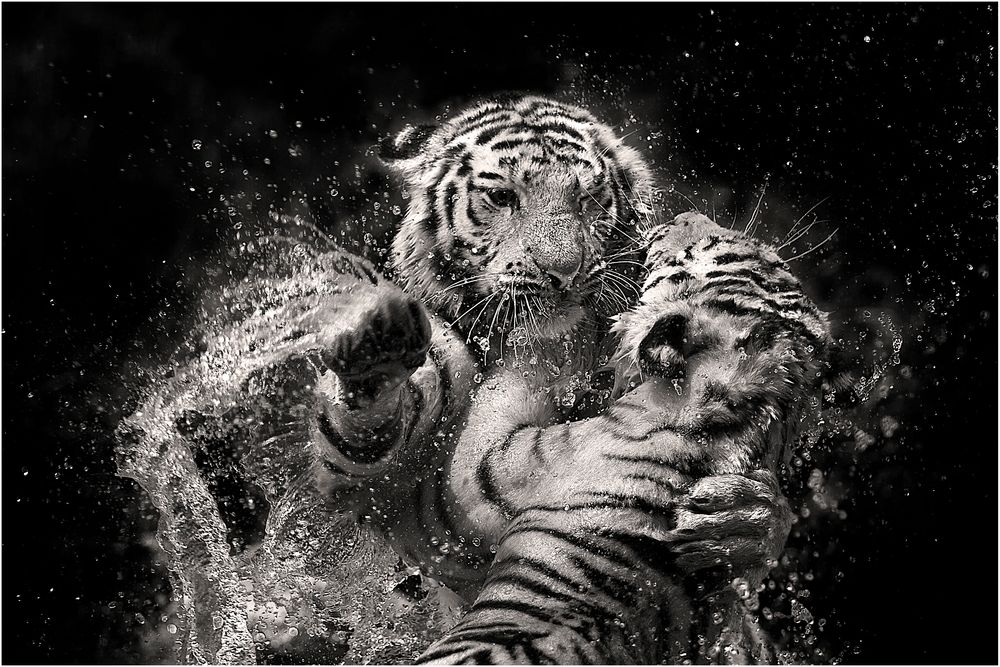 Tiger2 von Alexander Effenberger 