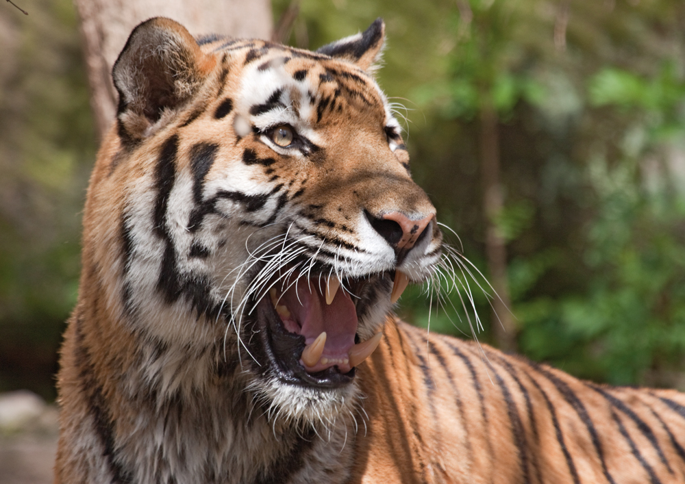 Tiger2 im Nürnberger Tiergarten