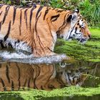 Tiger_2856