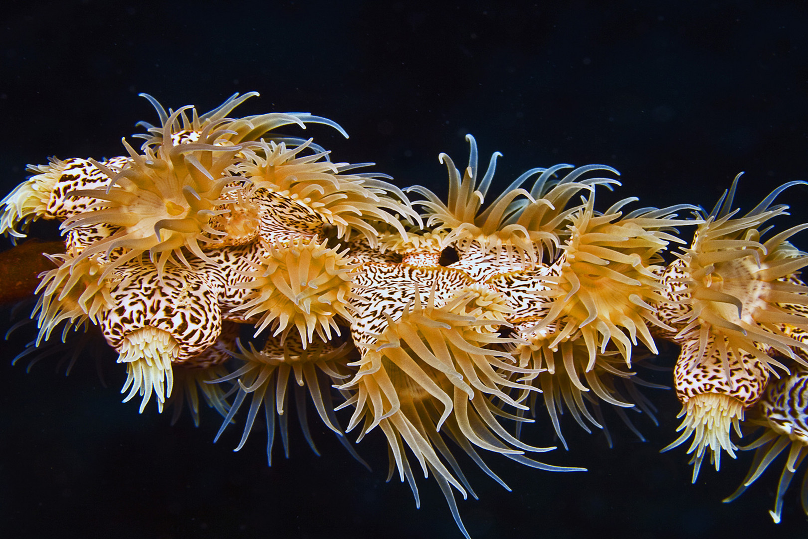 Tigeranemone