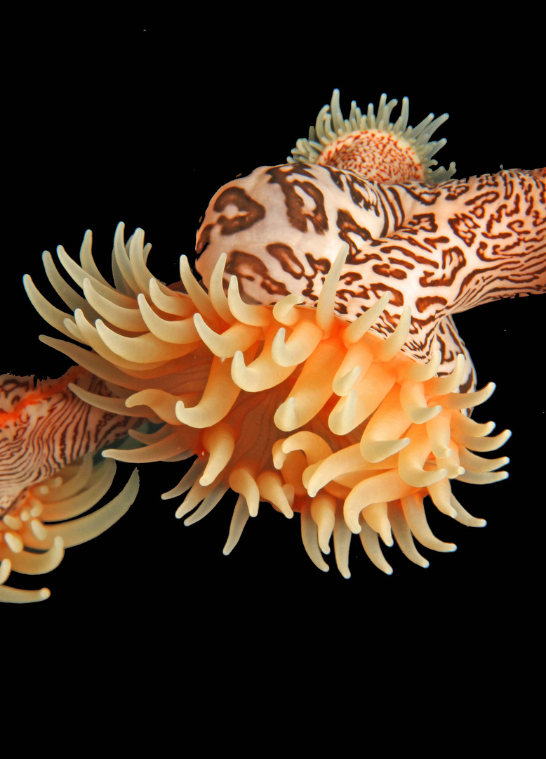 Tigeranemone