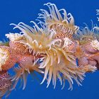 Tigeranemone