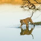 Tiger_Arrowhead