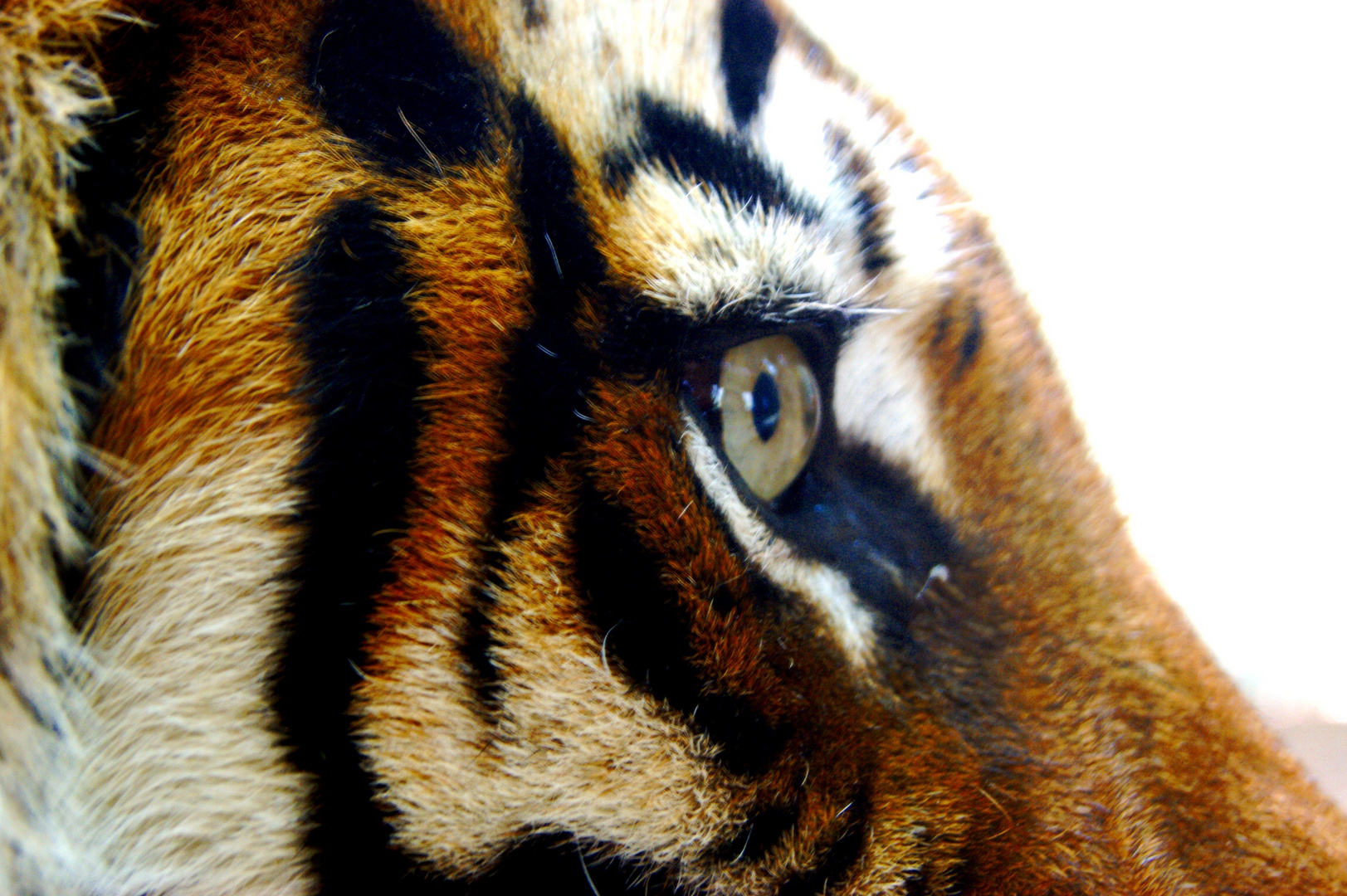 Tigerauge