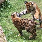 Tigerbabies 002a