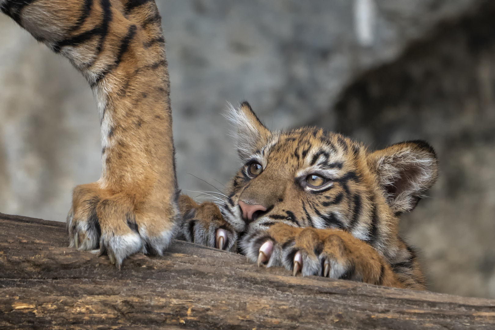 Tigerbabies im Tierpark Berlin