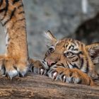 Tigerbabies im Tierpark Berlin