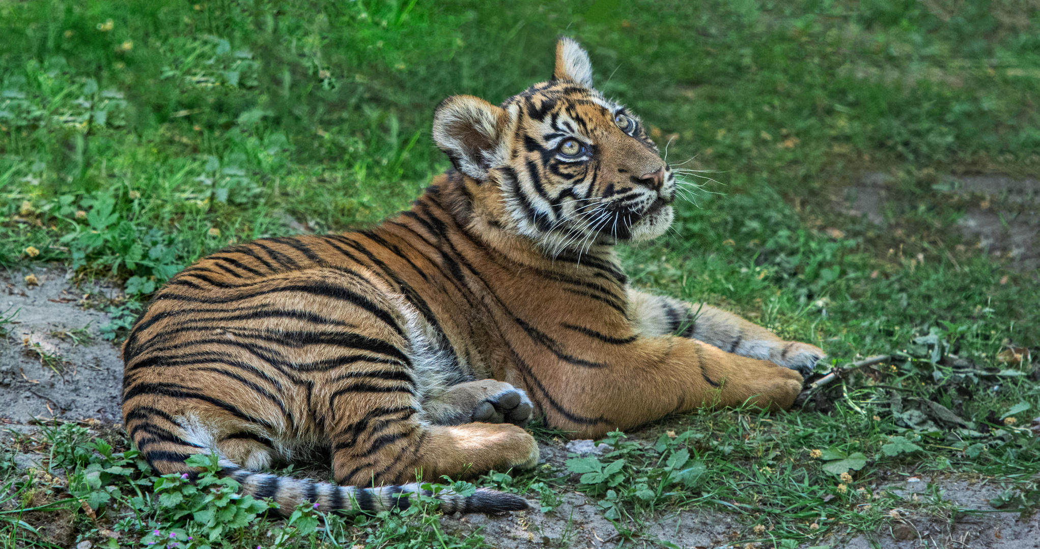 Tigerbaby 003