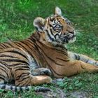 Tigerbaby 003