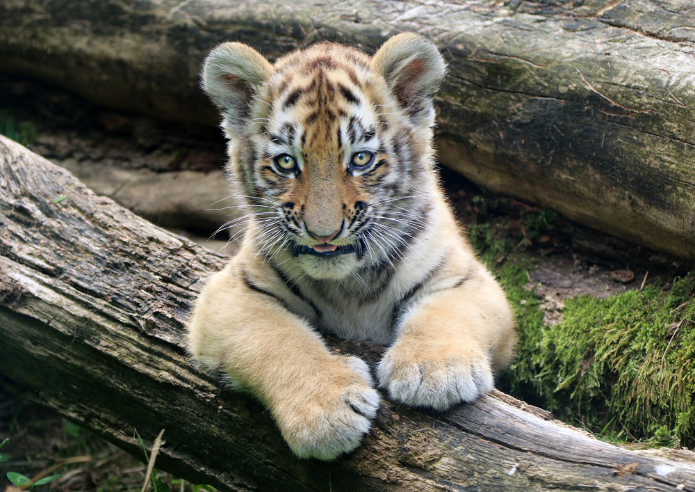 Tigerbaby