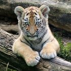 Tigerbaby