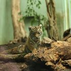 Tigerbaby 2