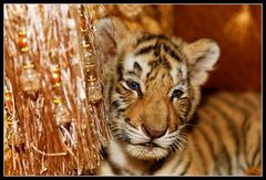 Tigerbaby 4/4 - traurig