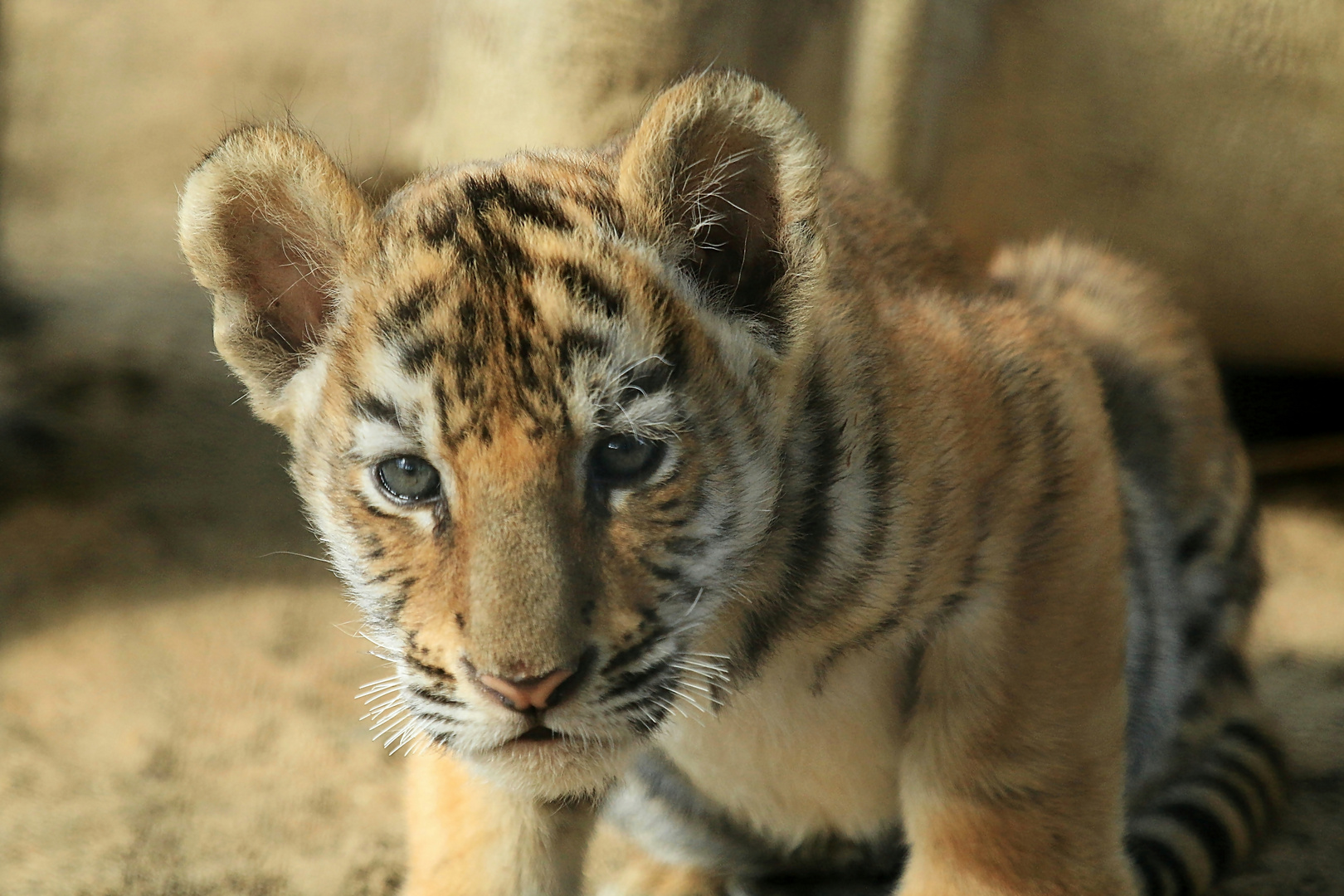Tigerbaby Foto & Bild | tiere, tierkinder, säugetiere Bilder auf