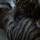 Tigerbaby
