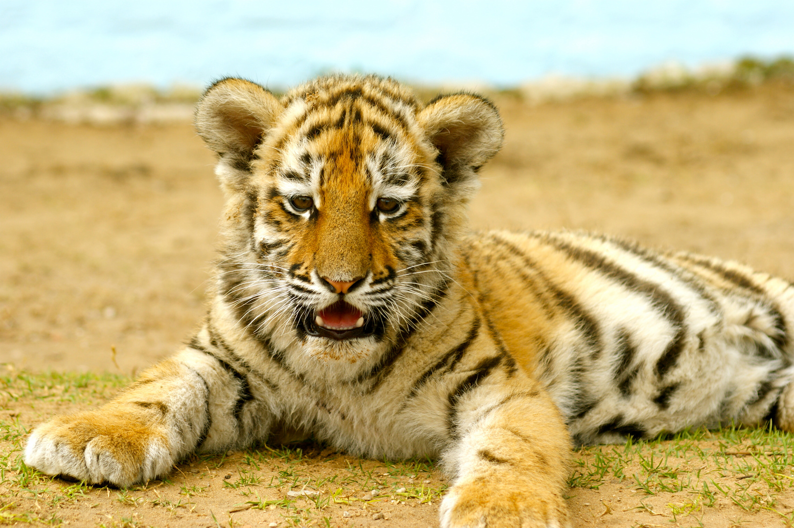 Tigerbaby