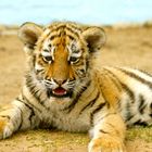 Tigerbaby