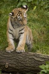 Tigerbaby