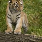 Tigerbaby