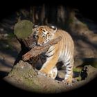 Tigerbaby aus dem Kölner Zoo