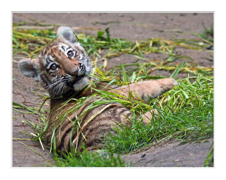 Tigerbaby beim essen von Stefanie Gründel 