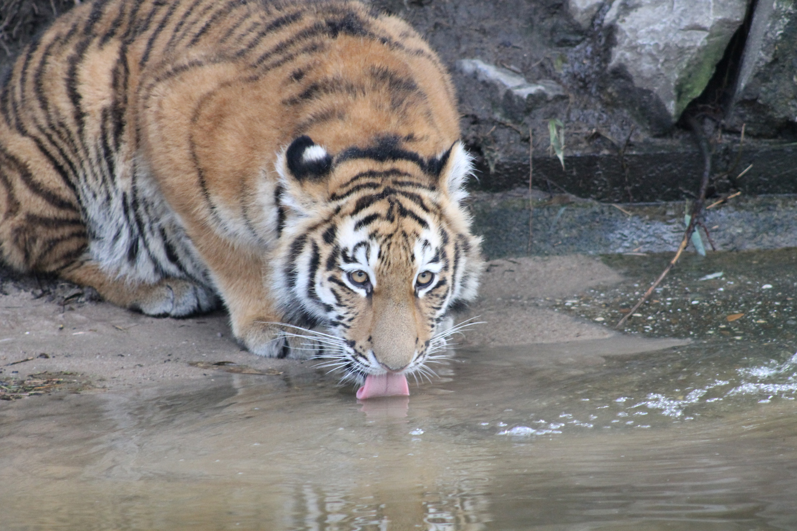 Tigerbaby beim Trinken