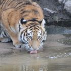 Tigerbaby beim Trinken