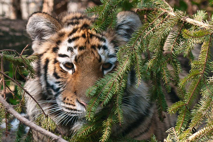 TIGERBABY "Bin ich gut versteckt?"