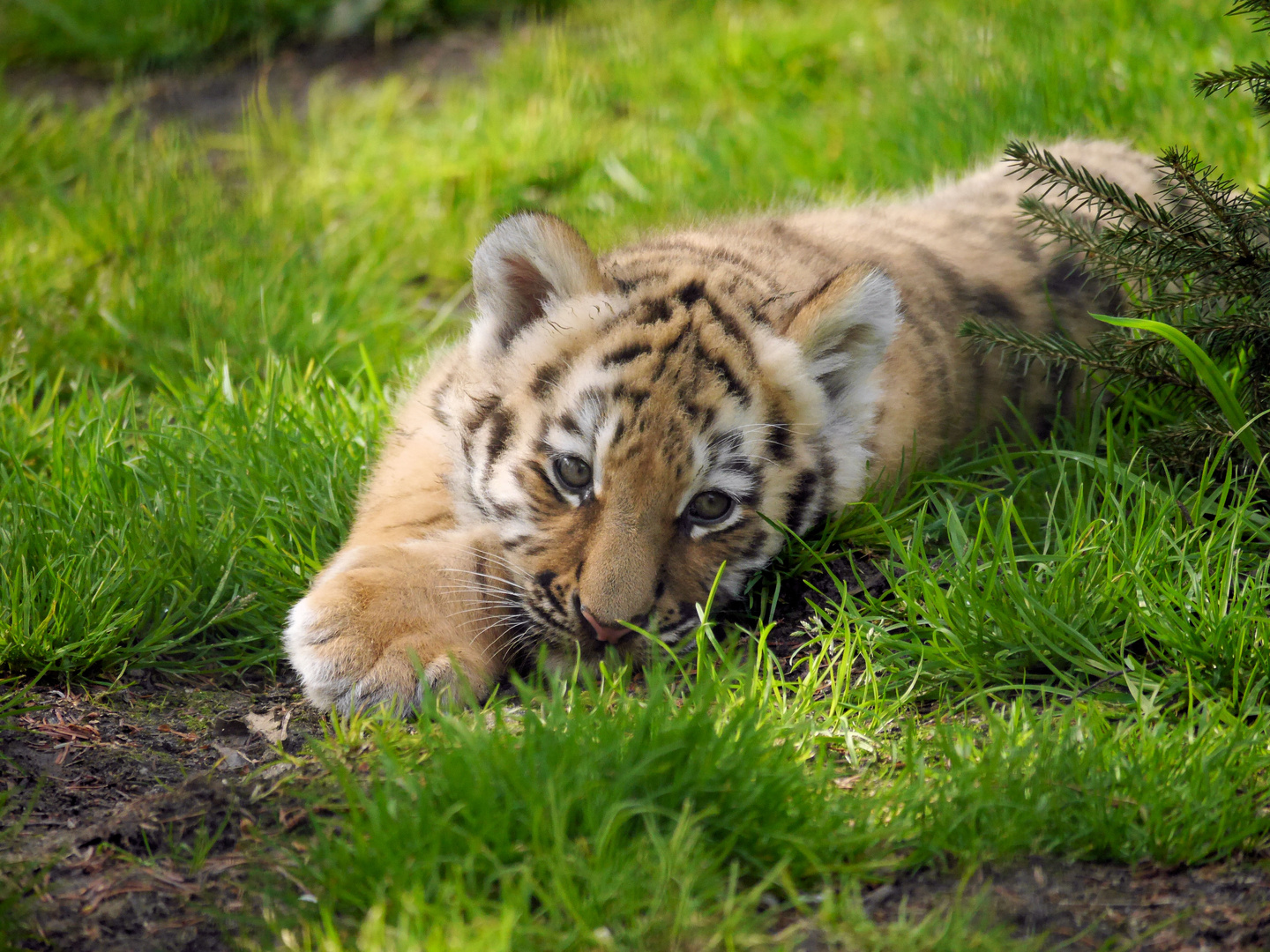 Tigerbaby Foto & Bild | natur, zoo, tiere Bilder auf fotocommunity
