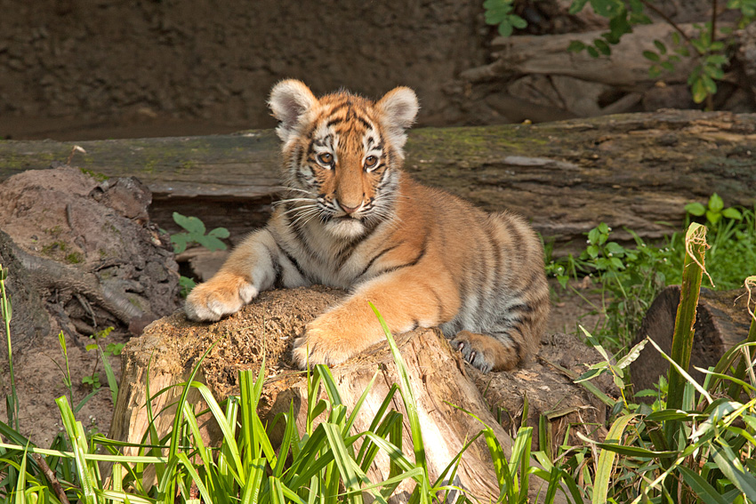 Tigerbaby - Duisburger Zoo