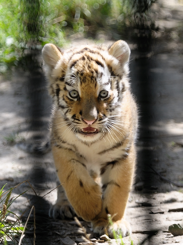 Tigerbaby II