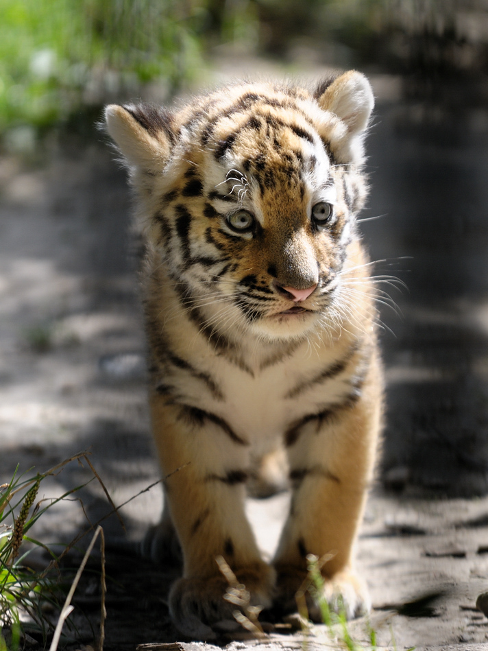 Tigerbaby III