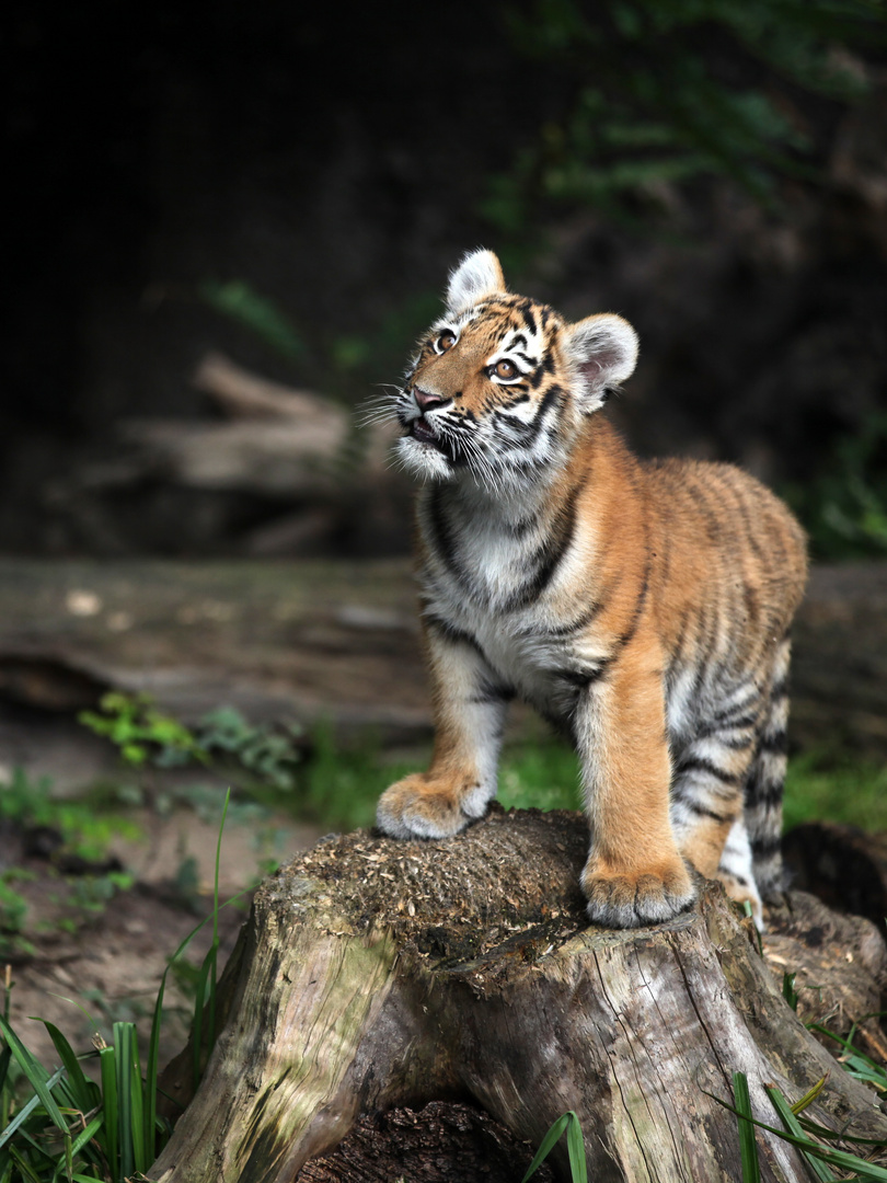 Tigerbaby im Duisburger Zoo