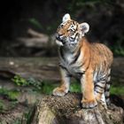 Tigerbaby im Duisburger Zoo