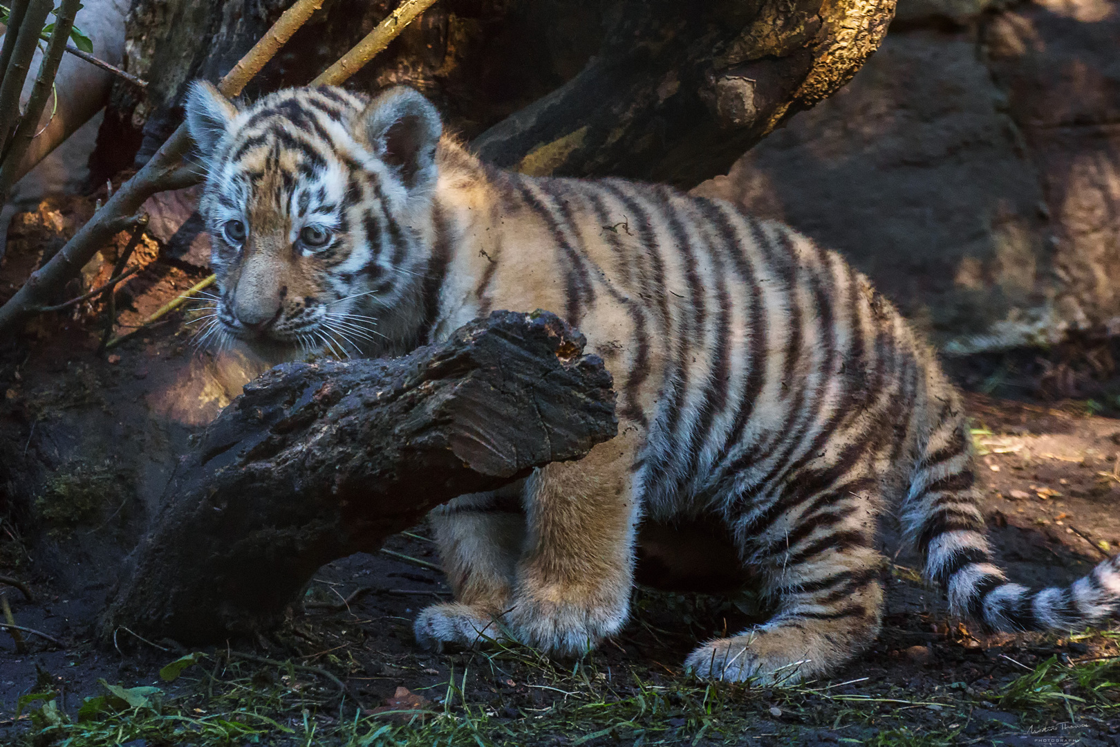 Tigerbaby im Hagenbeck