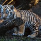 Tigerbaby im Hagenbeck