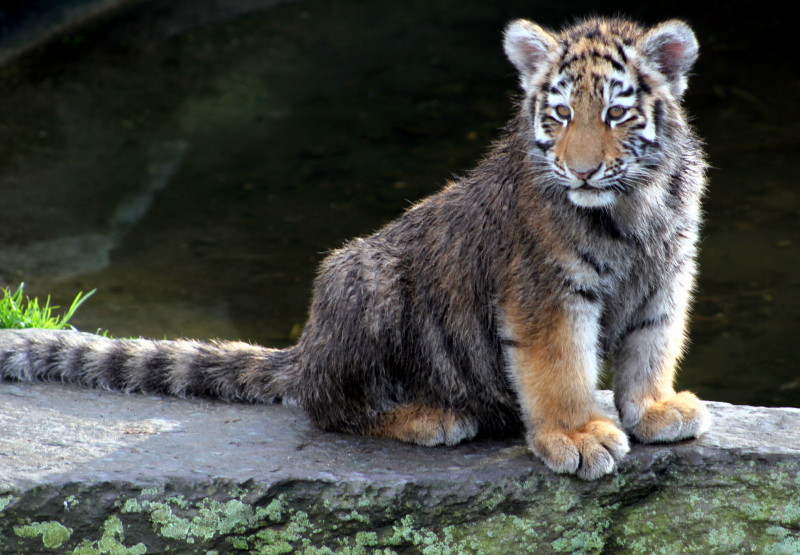 Tigerbaby im Kölner Zoo