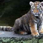 Tigerbaby im Kölner Zoo