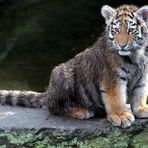 Tigerbaby im Kölner Zoo