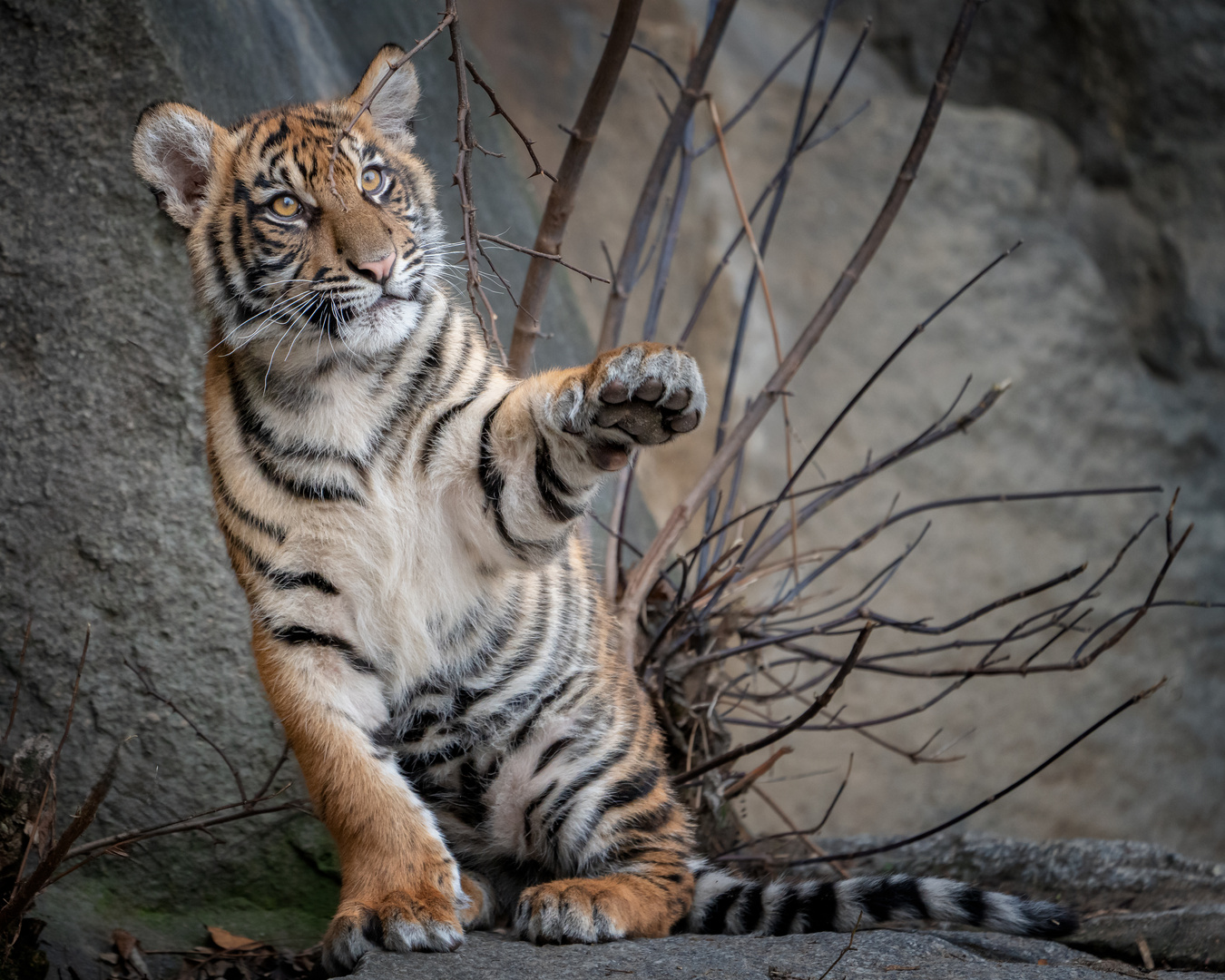 Tigerbaby im Tierpark Berlin 