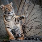 Tigerbaby im Tierpark Berlin 