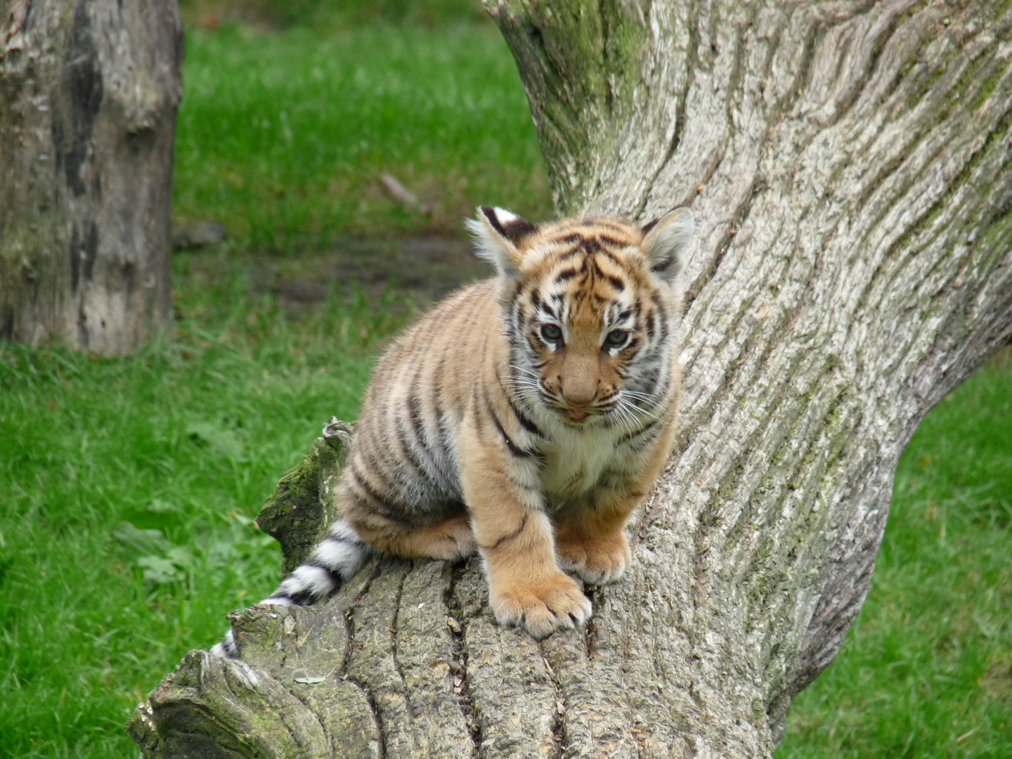 Tigerbaby im Tierpark Thüle