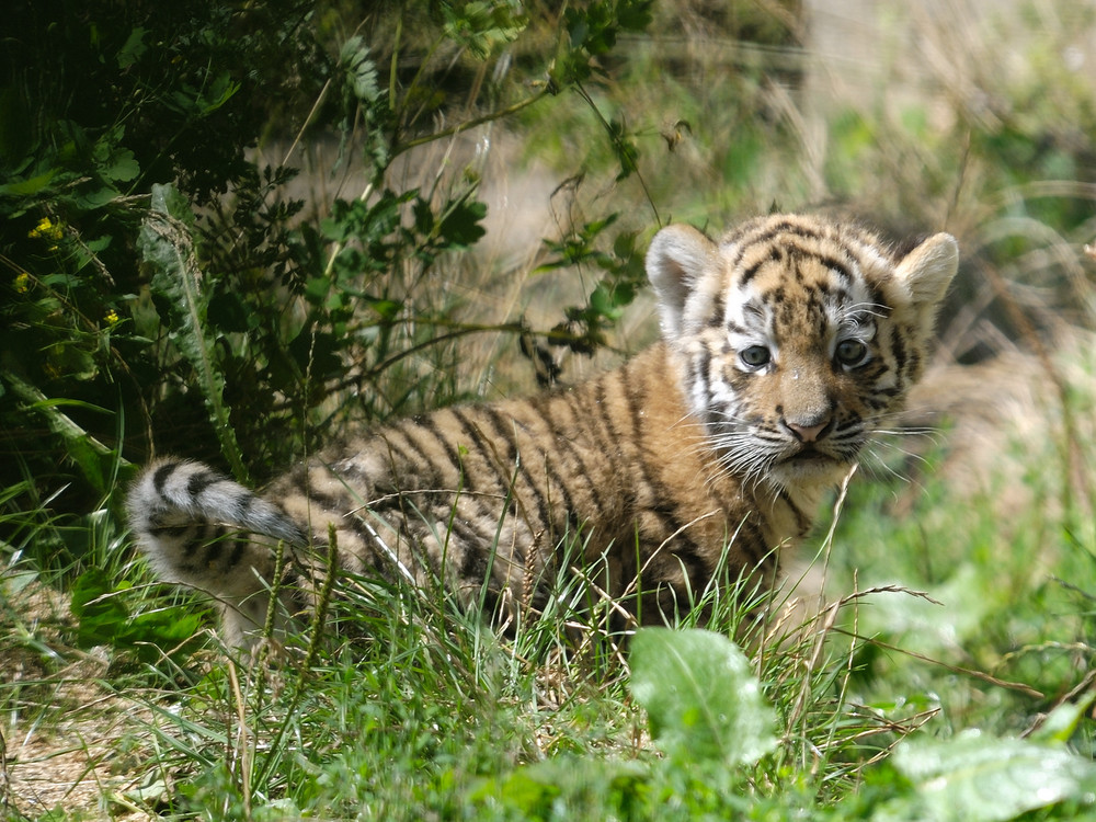 Tigerbaby IV